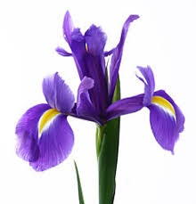 Ирис